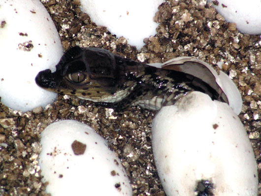 Ca&iuml;man &agrave; lunettes (&eacute;closion)