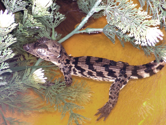 Ca&iuml;man &agrave; lunette (b&eacute;b&eacute;)