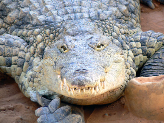 Crocodile du Nil
