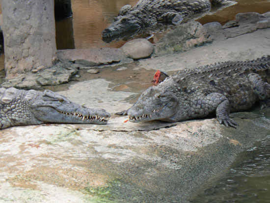 Crocodile du Nil