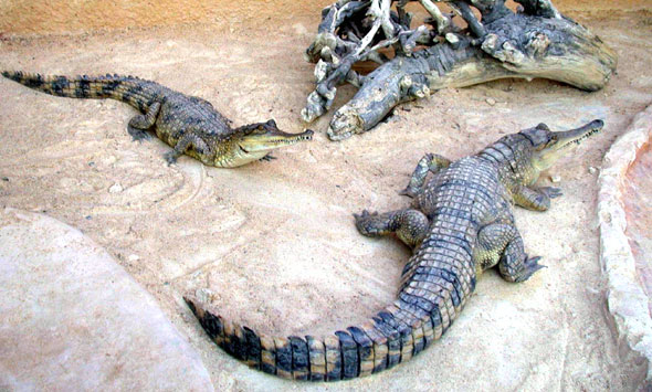 Faux-gavial africain