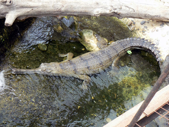 Faux-gavial africain
