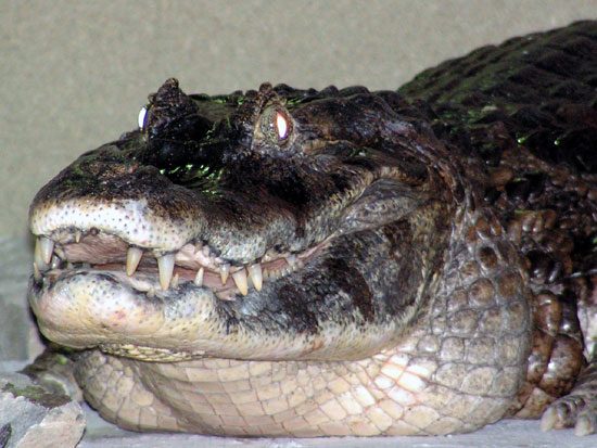 CROCODILES, ALLIGATORS, CAIMANS ET GAVIALS