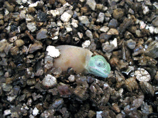 Cameleon Casque Du Yemen