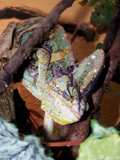 Cam&eacute;l&eacute;on casqu&eacute; du Y&eacute;men (m&acirc;le)