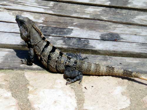 Iguane &agrave; la queue &eacute;pineuse