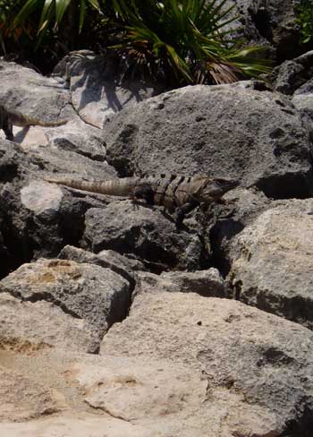 Iguane &agrave; la queue &eacute;pineuse