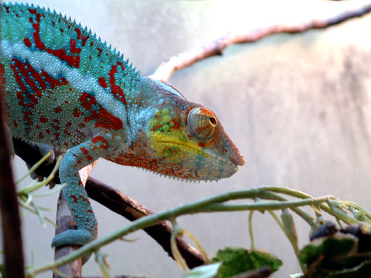 Fi zo as cameleon panth01