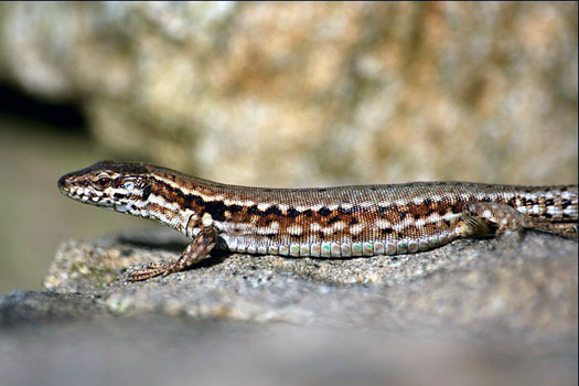 L&eacute;zard des murailles