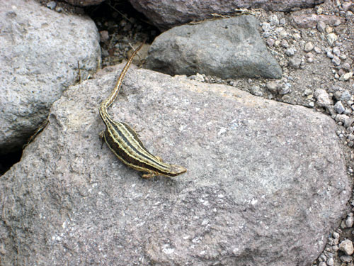 L&eacute;zard vivipare