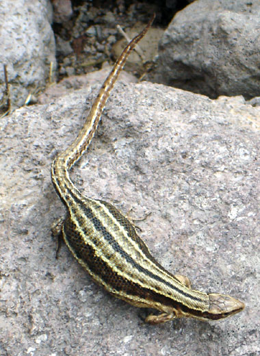 L&eacute;zard vivipare