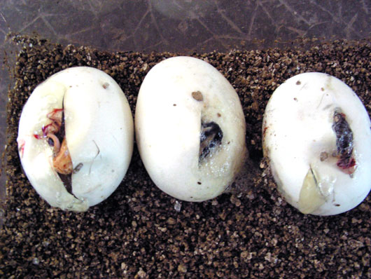 Python molure (&eacute;closion)