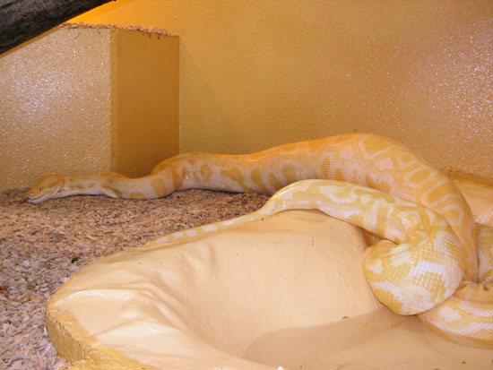Python molure albinos
