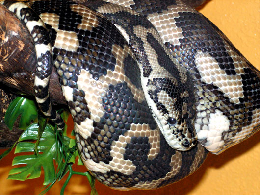 Python tapis c&ocirc;tier (Mor&eacute;lie d'Australie)