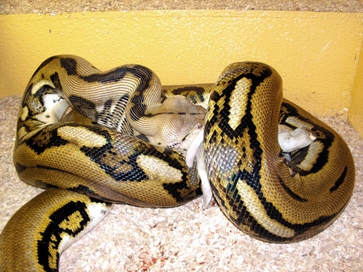 Fi zo as python reticule01