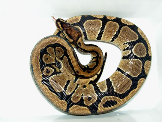 Fi zo as python royal01