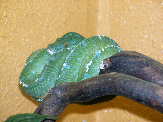 Fi zo as python vert01