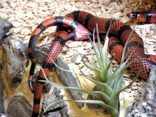 Fi zo as serpent roi01