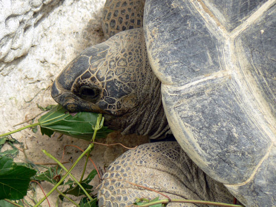 Tortue g&eacute;ante d'Aldabara