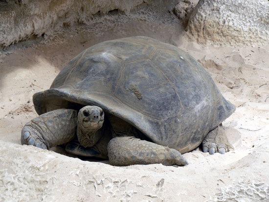 Tortue g&eacute;ante d'Aldabara