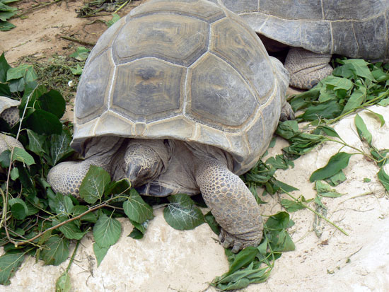 Tortue g&eacute;ante d'Aldabara