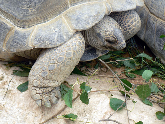 Tortue g&eacute;ante d'Aldabara
