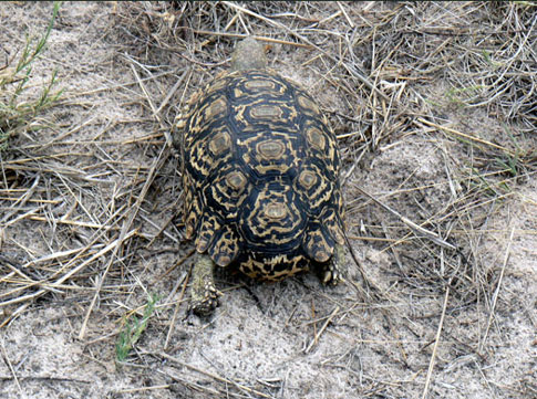 Tortue-l&eacute;opard