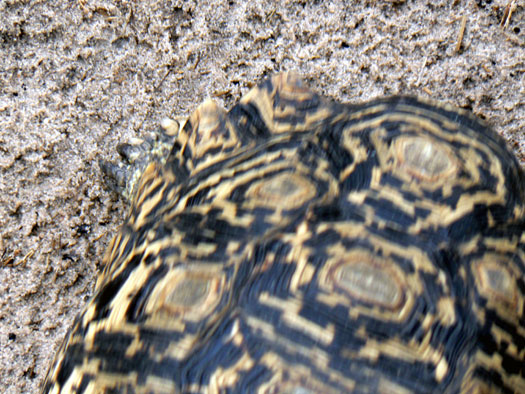 Tortue-l&eacute;opard