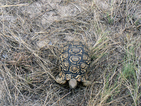 Tortue-l&eacute;opard