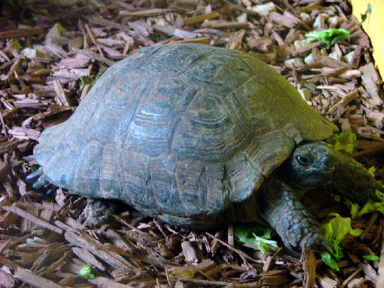 Tortue terrestre