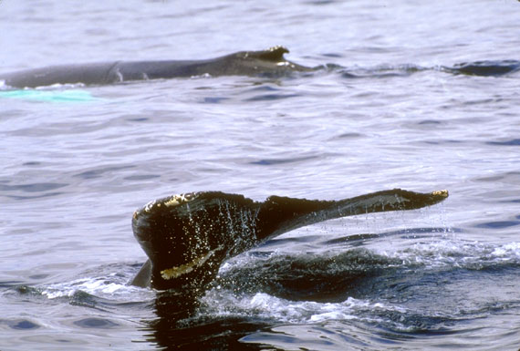 Baleine &agrave; bosses