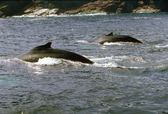 Baleine &agrave; bosses