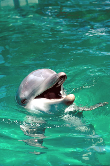 Dauphin souffleur &agrave; bec