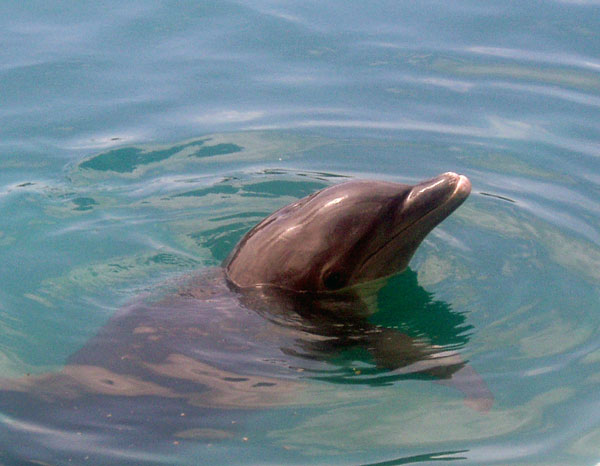 Dauphin souffleur &agrave; bec