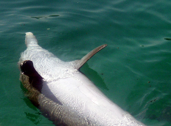 Dauphin souffleur &agrave; bec