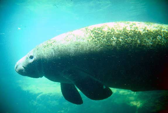 Lamantin de Floride
