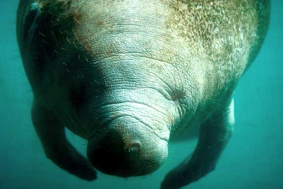 Lamantin de Floride