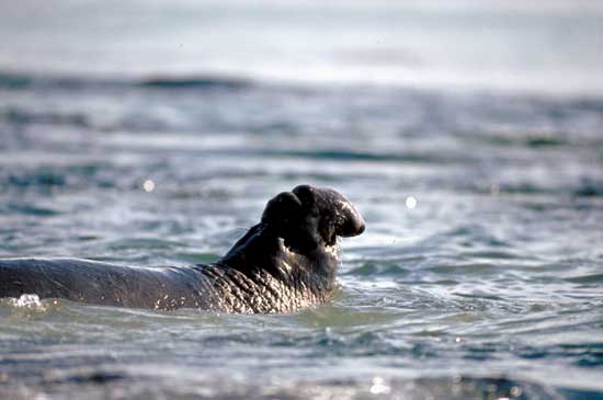 El&eacute;phant des mers du Sud