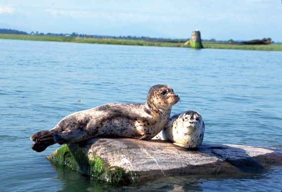 Corel as phoque tach01