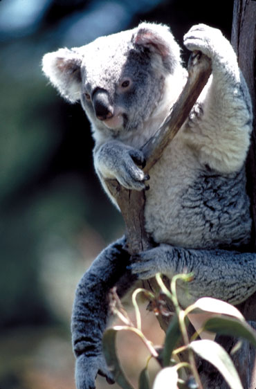 Corel as koala01