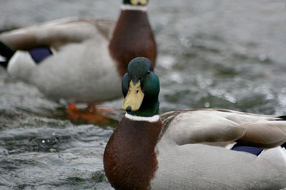 Canard Colvert (m&acirc;le)