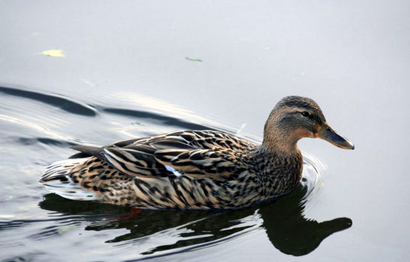 Canard Colvert (femelle)