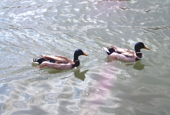 Canard Colvert (m&acirc;le)