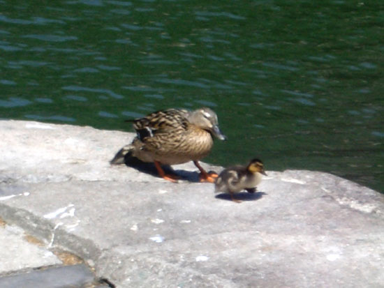 Canard Colvert (cane et caneton)