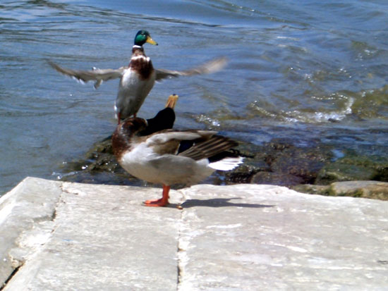 Canard Colvert (m&acirc;le)