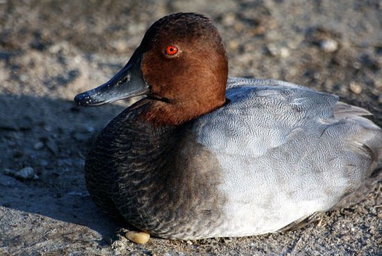 Fuligule milouin (m&acirc;le)