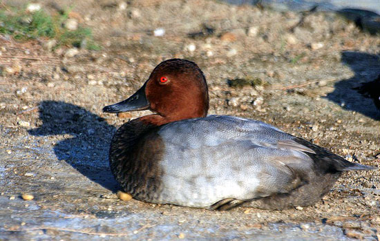 Fuligule milouin (m&acirc;le)