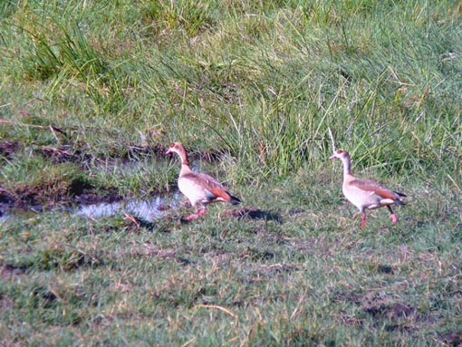Ouette (oie) d'Egypte