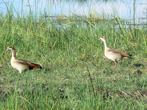 Ouette (oie) d'Egypte