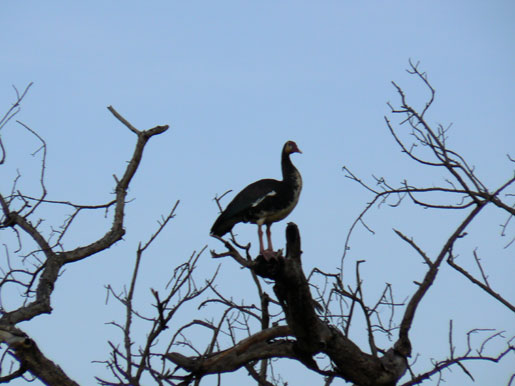 Ouette (oie) d'Egypte